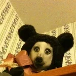Teddy